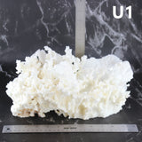 Merulina Coral 12-15"