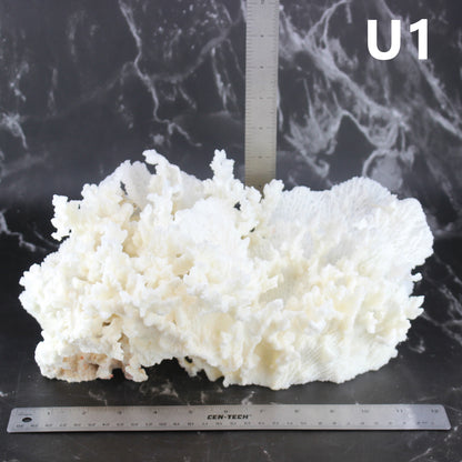 Merulina Coral 12-15"