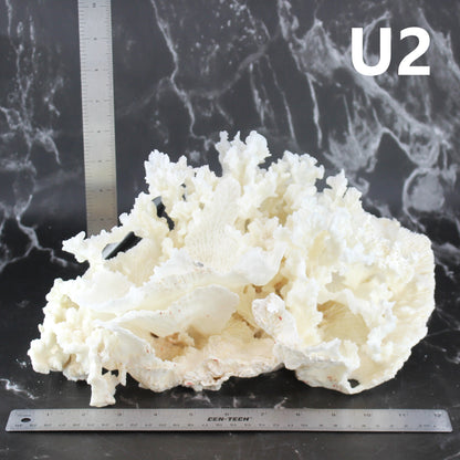 Merulina Coral 12-15"