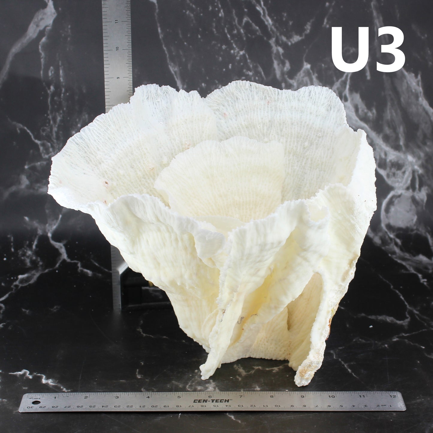 Merulina Coral 12-15"