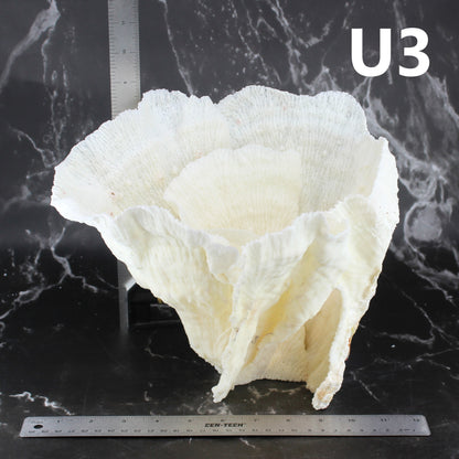 Merulina Coral 12-15"