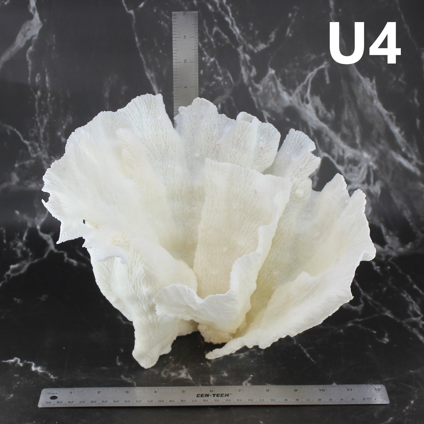 Merulina Coral 12-15"