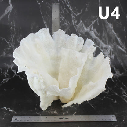 Merulina Coral 12-15"