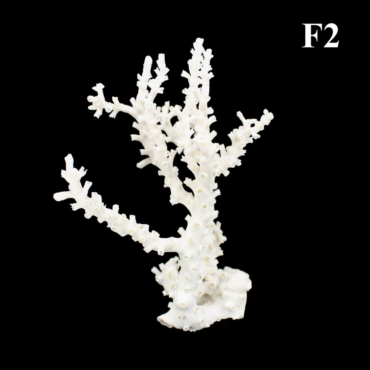 Octopus Coral 12-14"