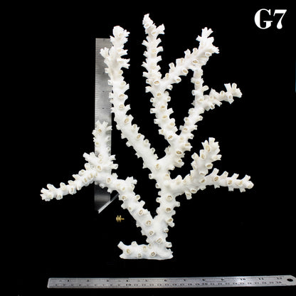 Octopus Coral 12-14"