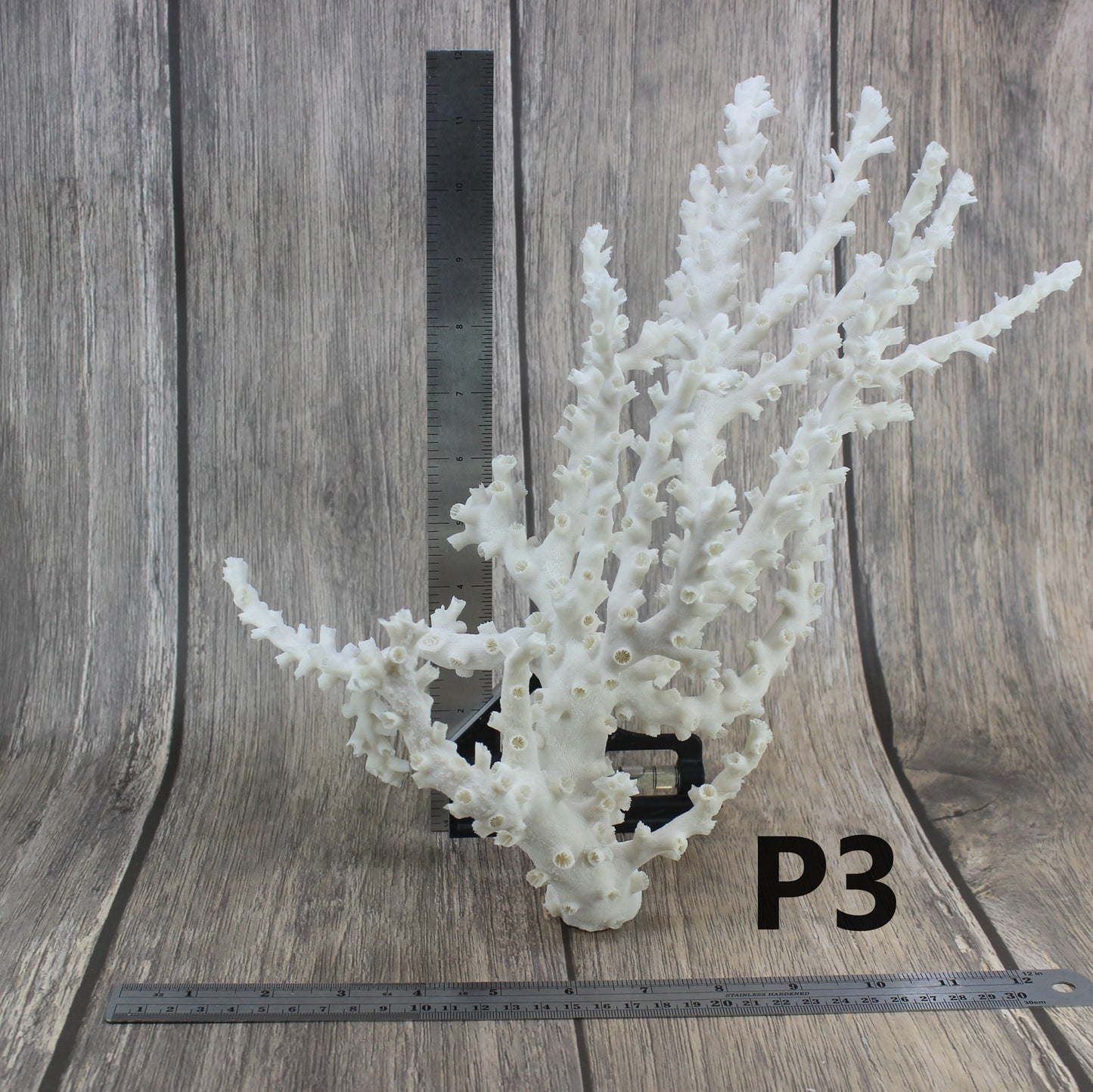 Octopus Coral 12-14"