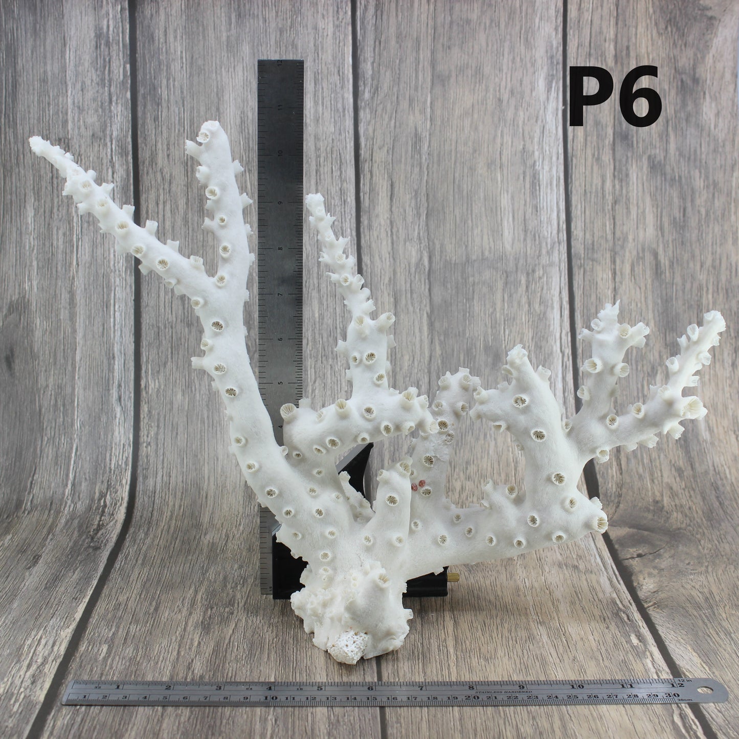 Octopus Coral 12-14"