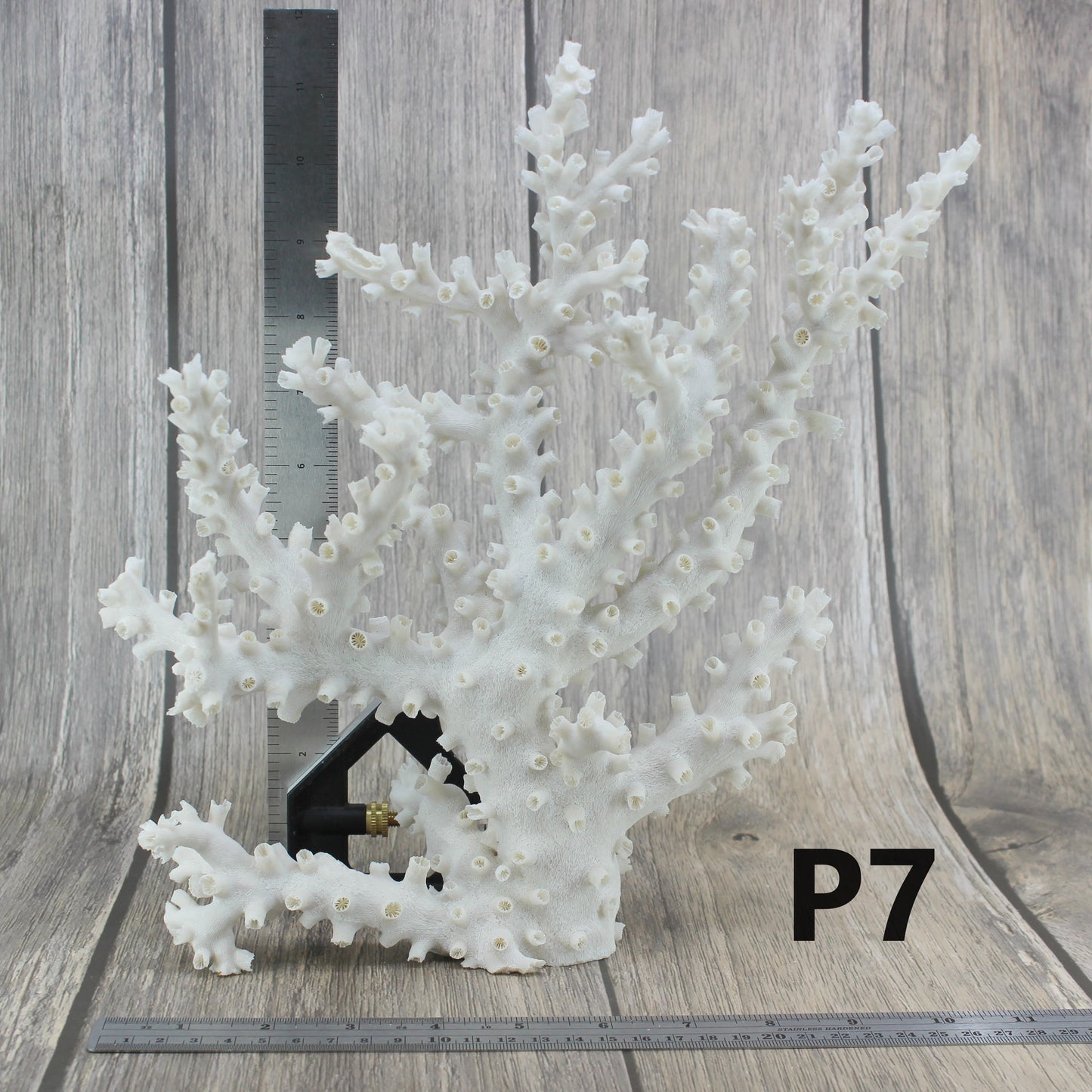 Octopus Coral 12-14"