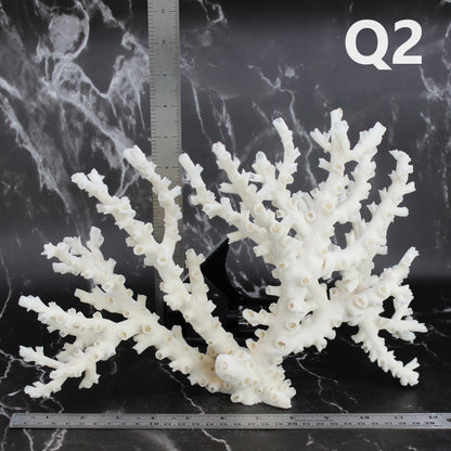 Octopus Coral 12-14"