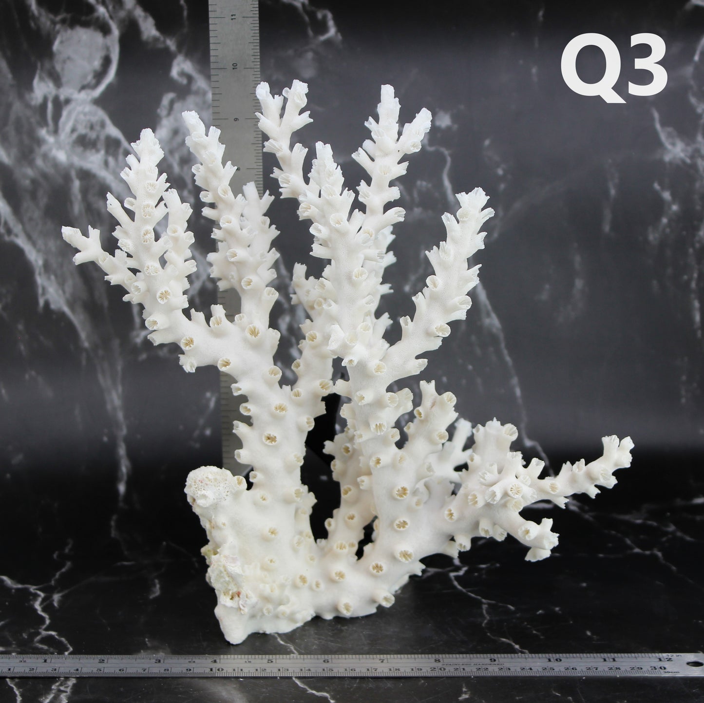 Octopus Coral 12-14"