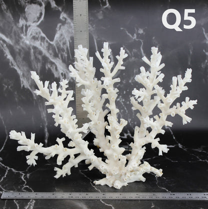 Octopus Coral 12-14"