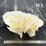 Poca Coral 12-14"