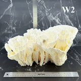 Poca Coral 12-14"