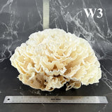 Poca Coral 12-14"