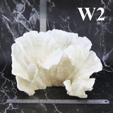 Rugosa Coral 12-14"