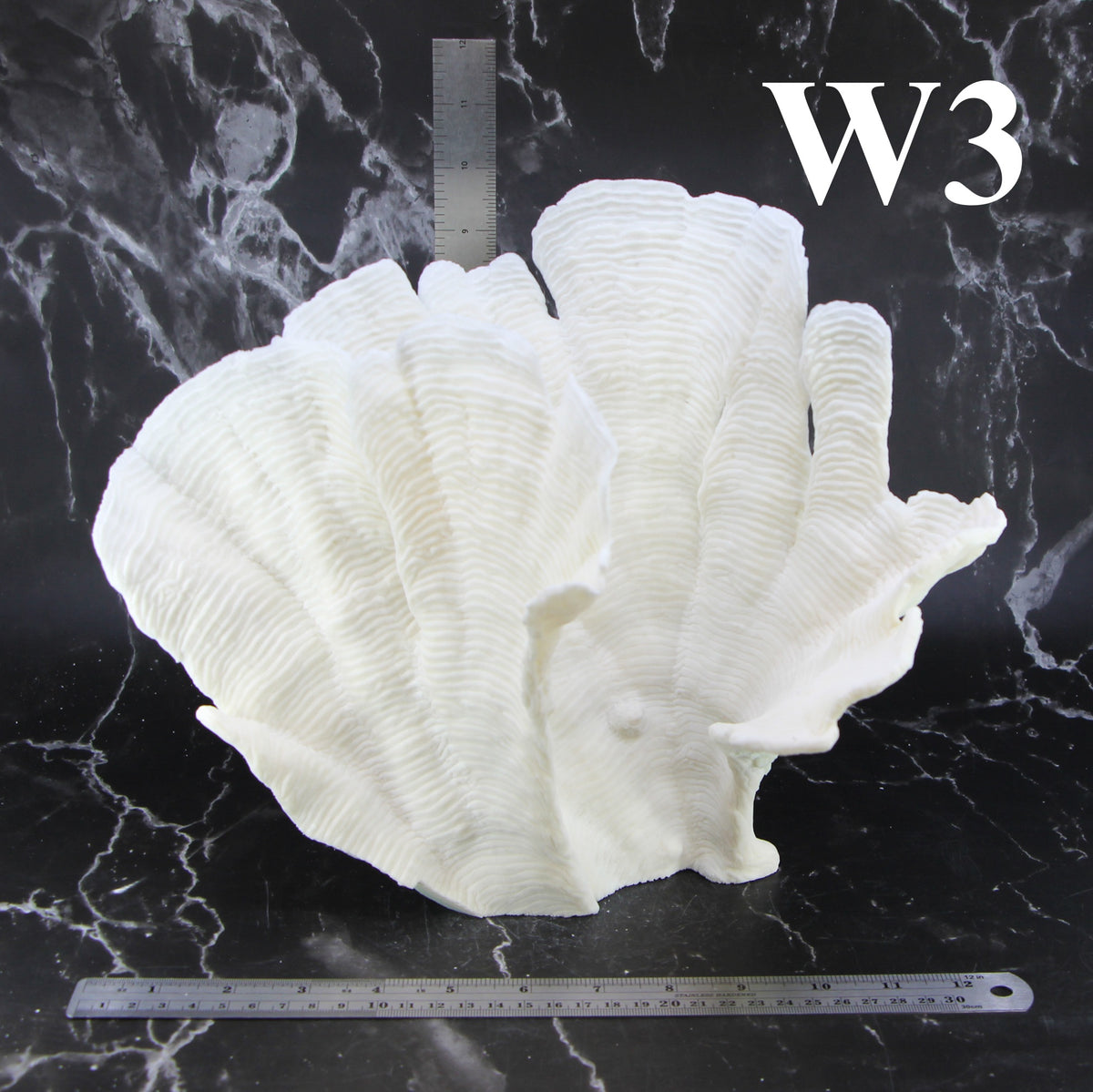 Rugosa Coral 12-14"