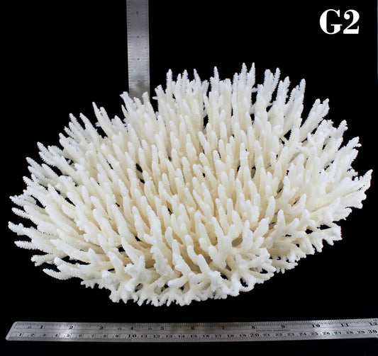 Table Coral 12-15"