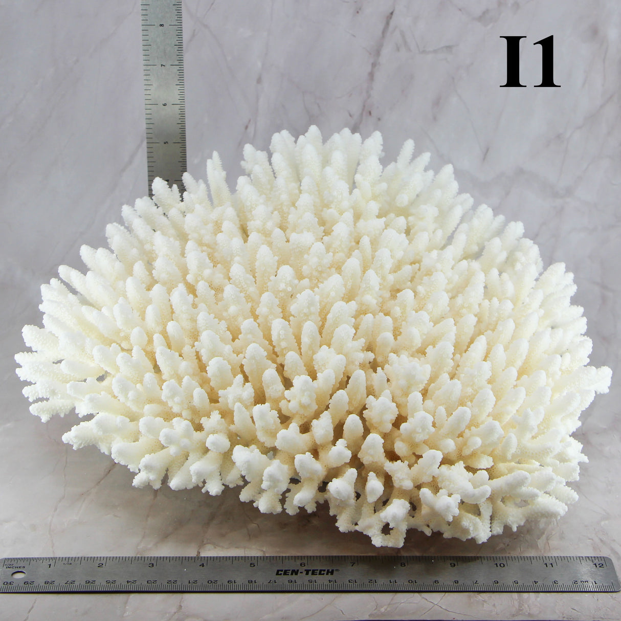 Table Coral 12-14"