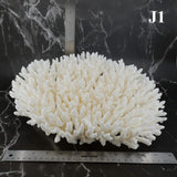 Table Coral 12-14"
