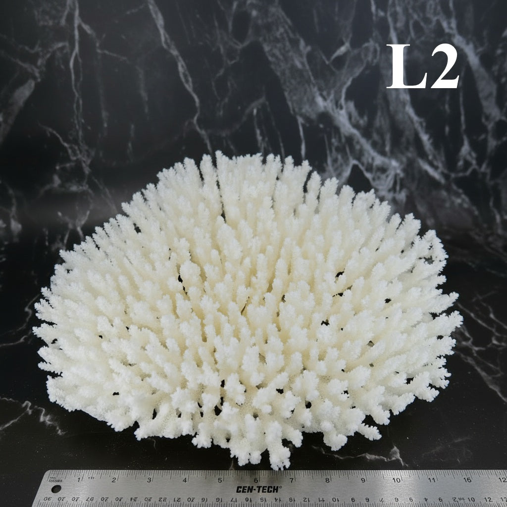 Table Coral 12-14"