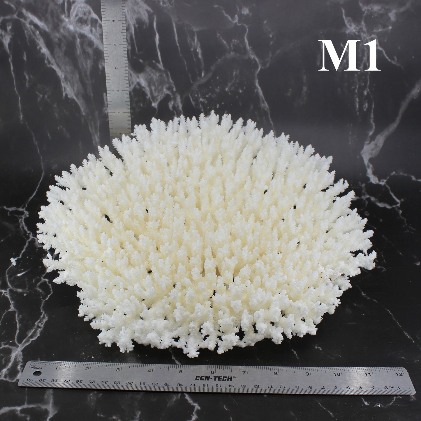 Table Coral 12-14"