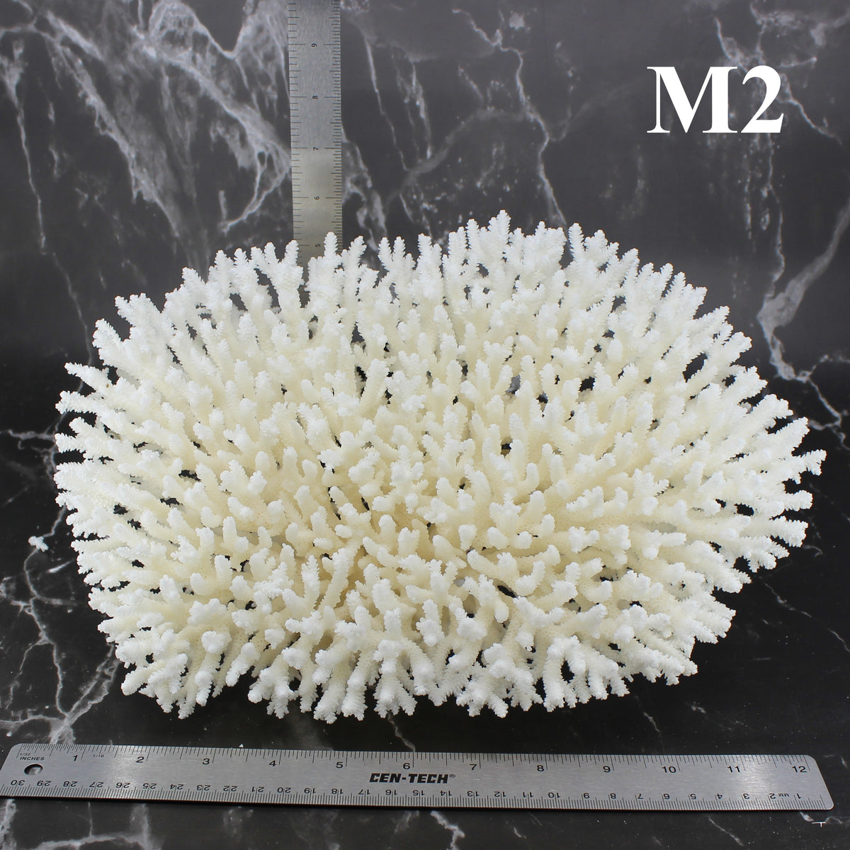Table Coral 12-14"