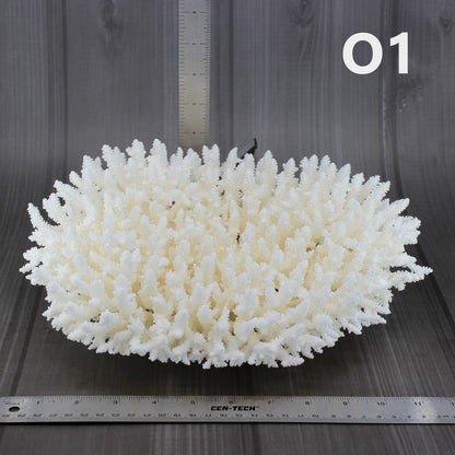 Table Coral 12-15"