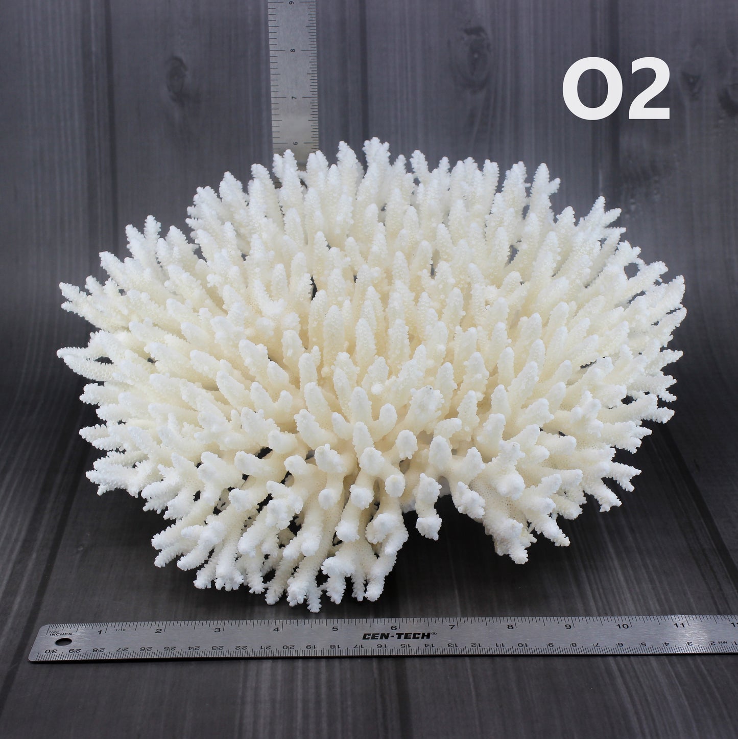 Table Coral 12-15"