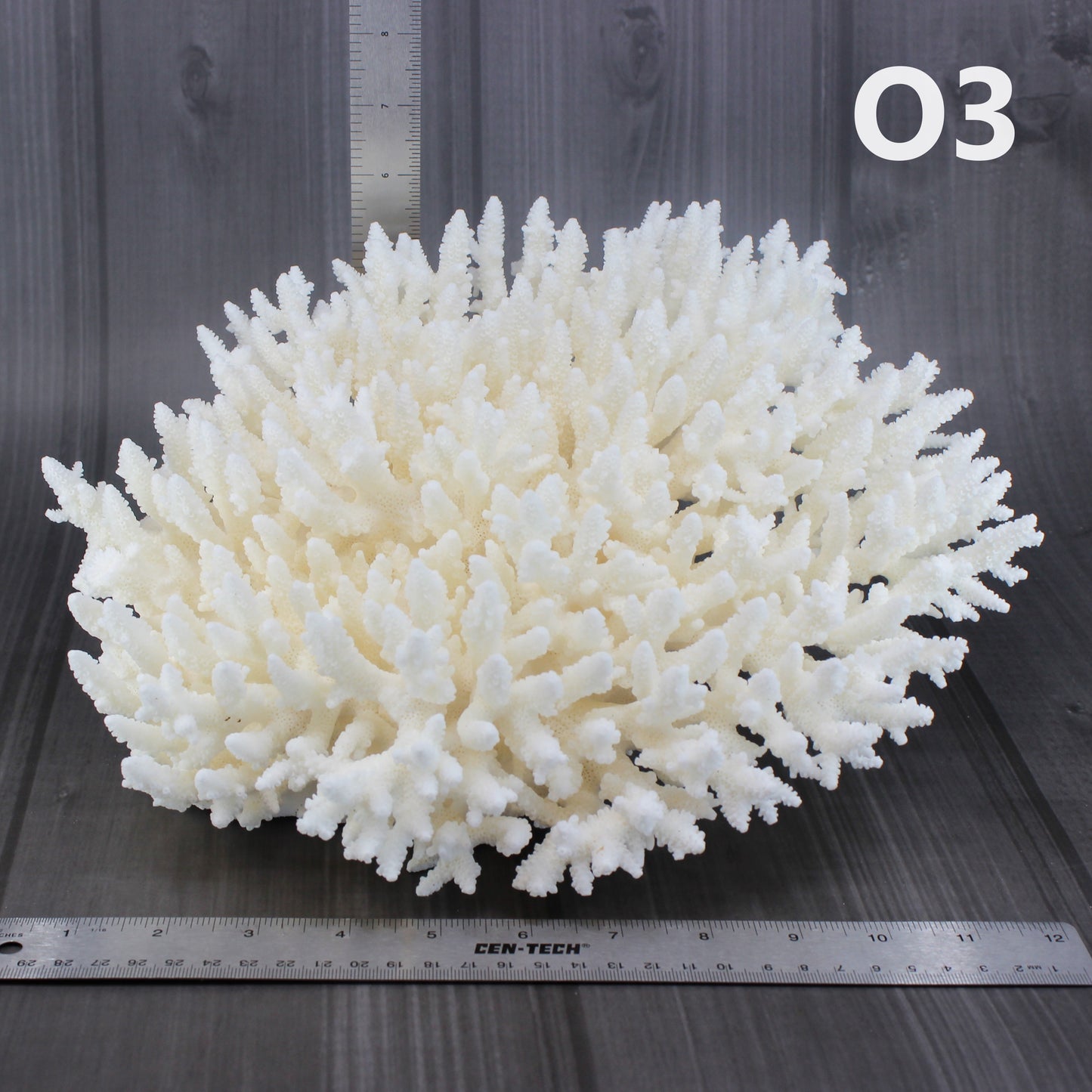 Table Coral 12-15"