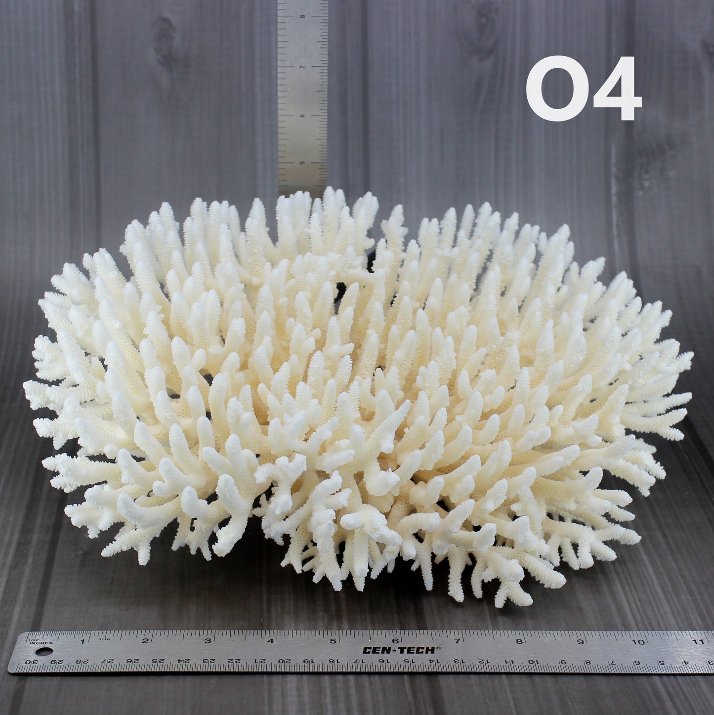 Table Coral 12-15"