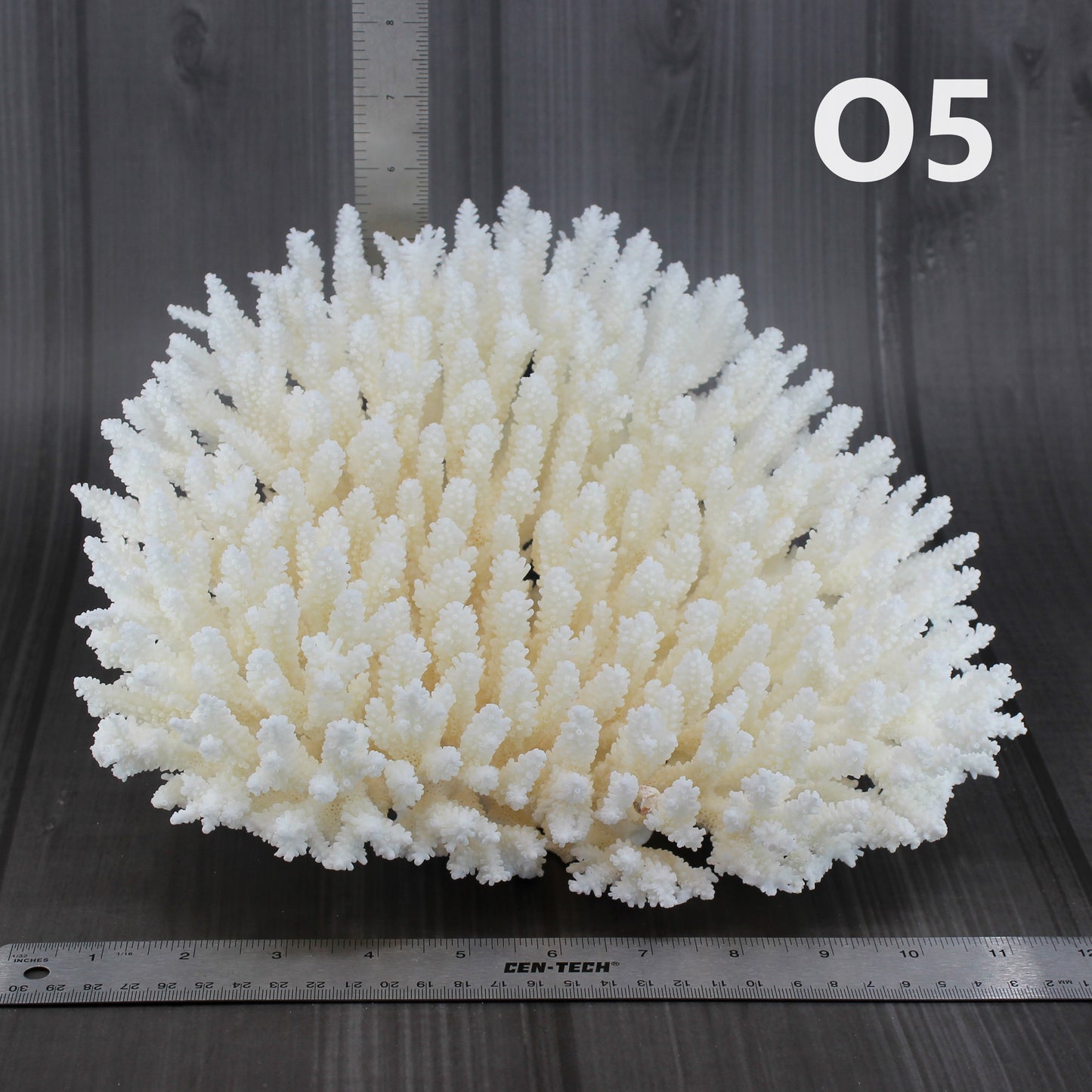 Table Coral 12-15"