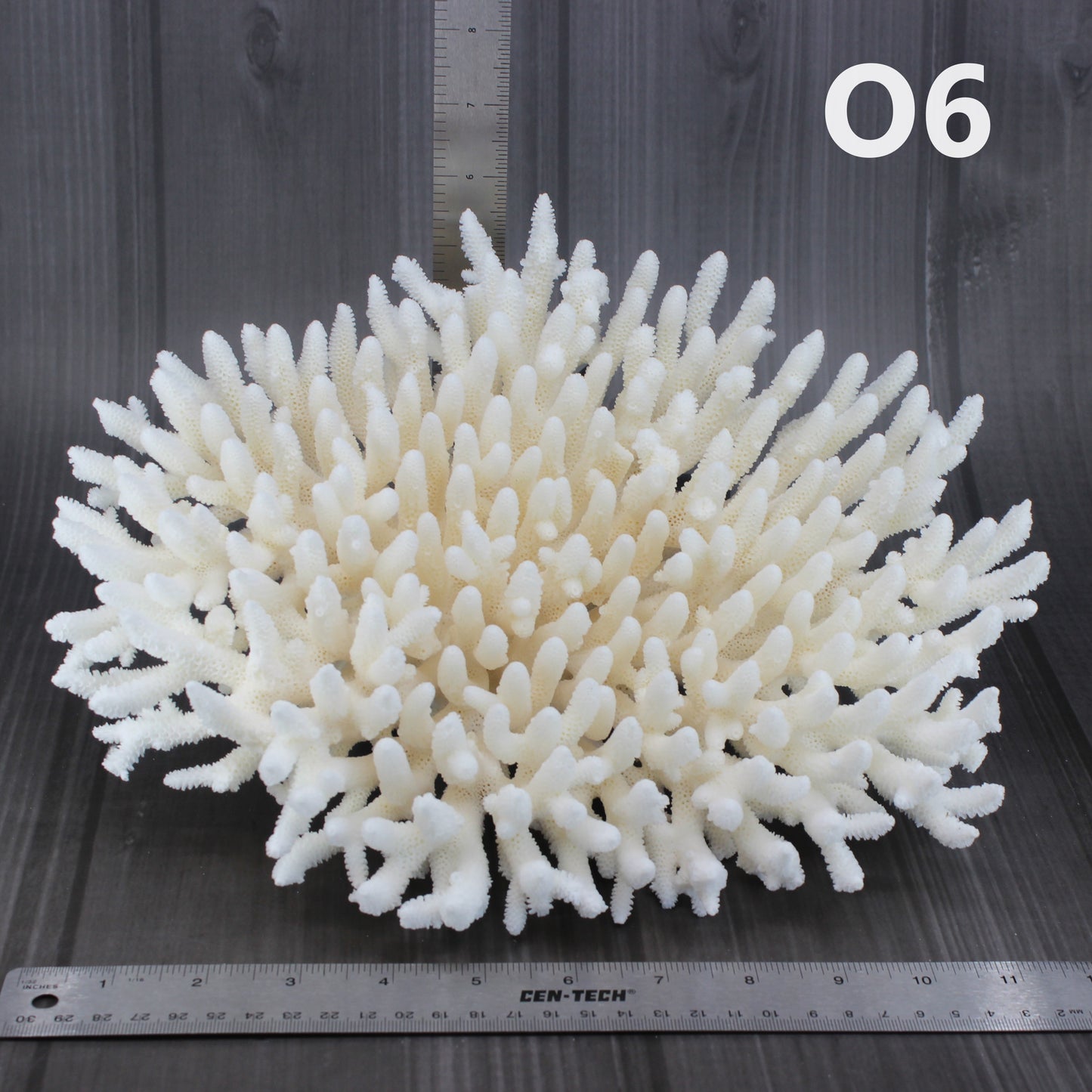 Table Coral 12-15"