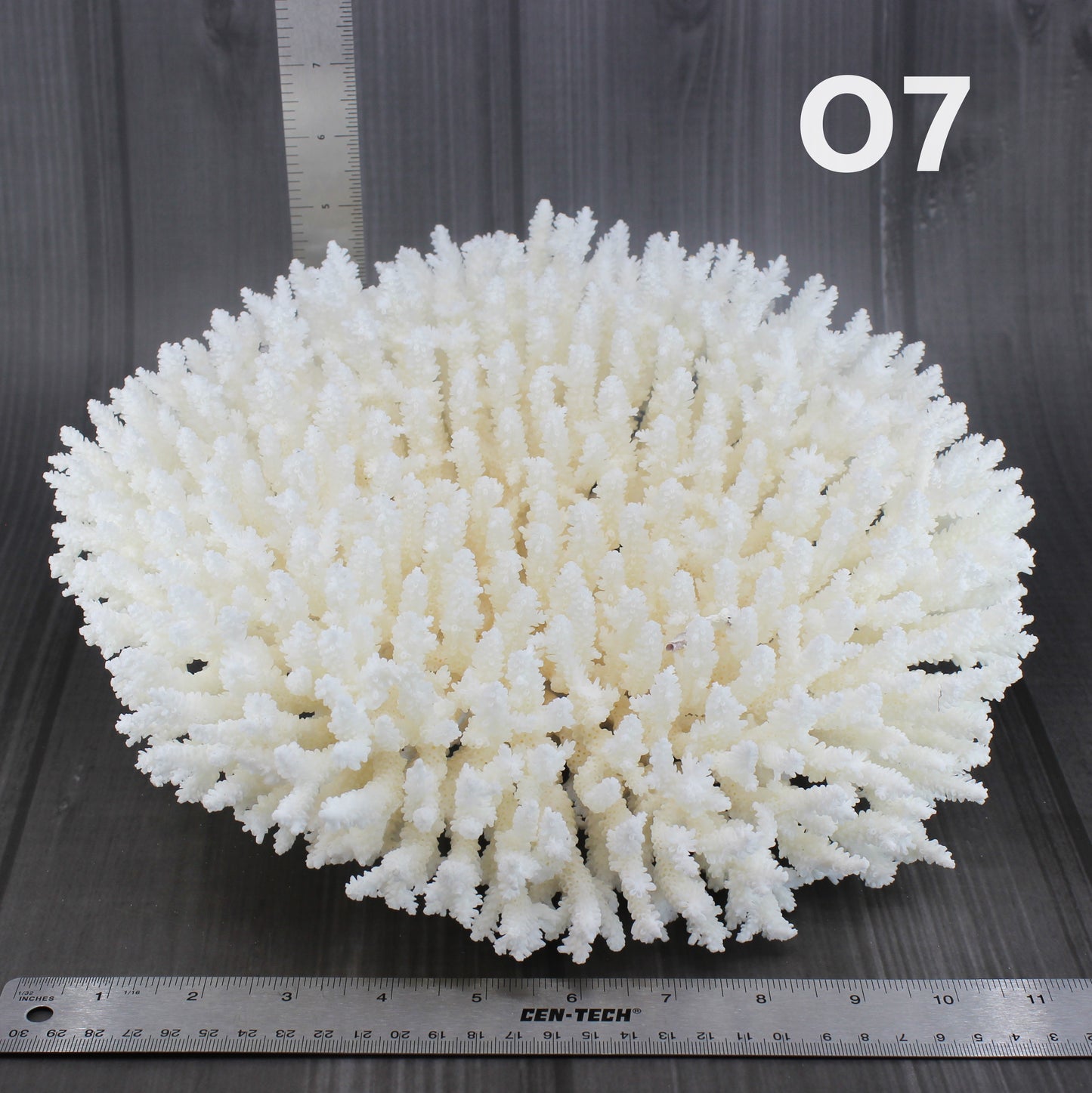 Table Coral 12-15"