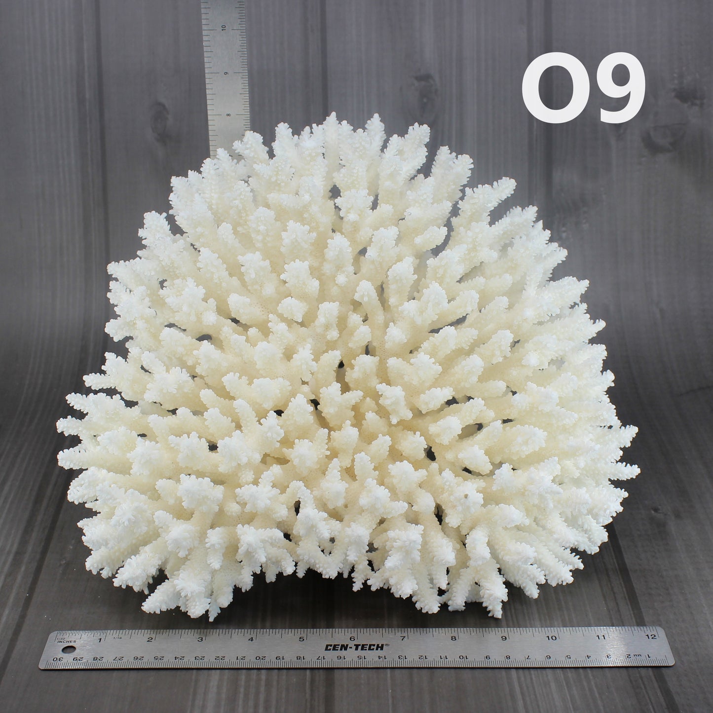 Table Coral 12-15"