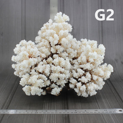 Brownstem Coral 12-14"