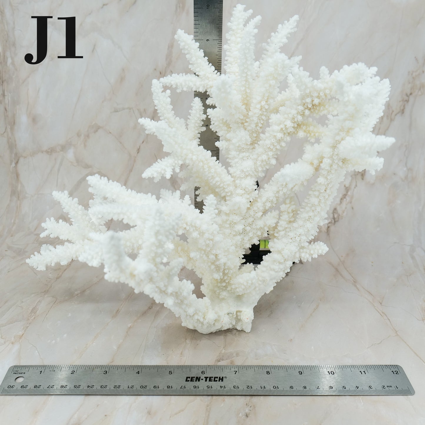 Branch Coral 12-15"
