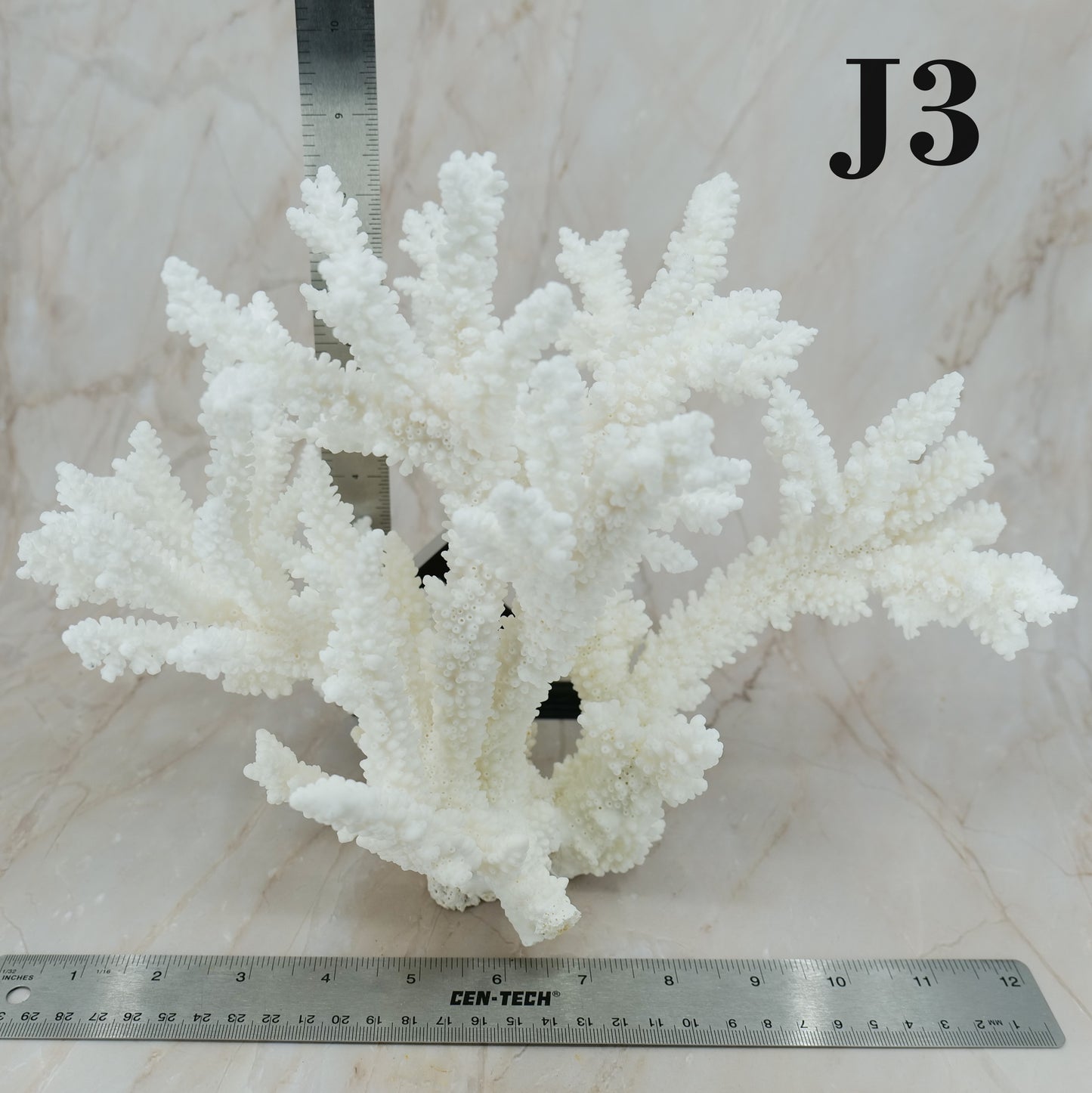 Branch Coral 12-15"