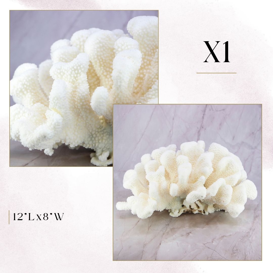 Exclusive Coral Drops | Week 2