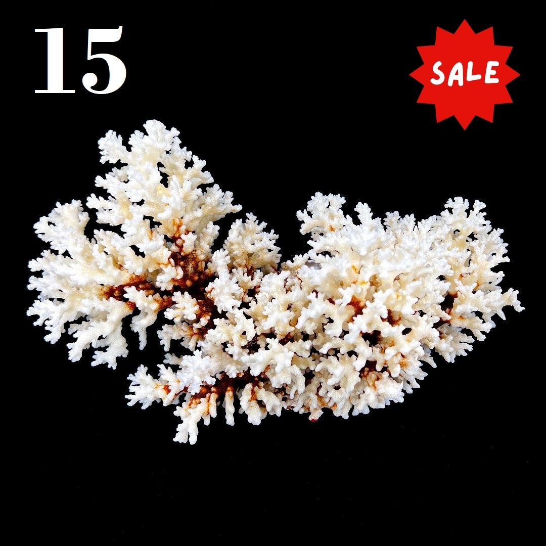 Brownstem Coral 12-14"