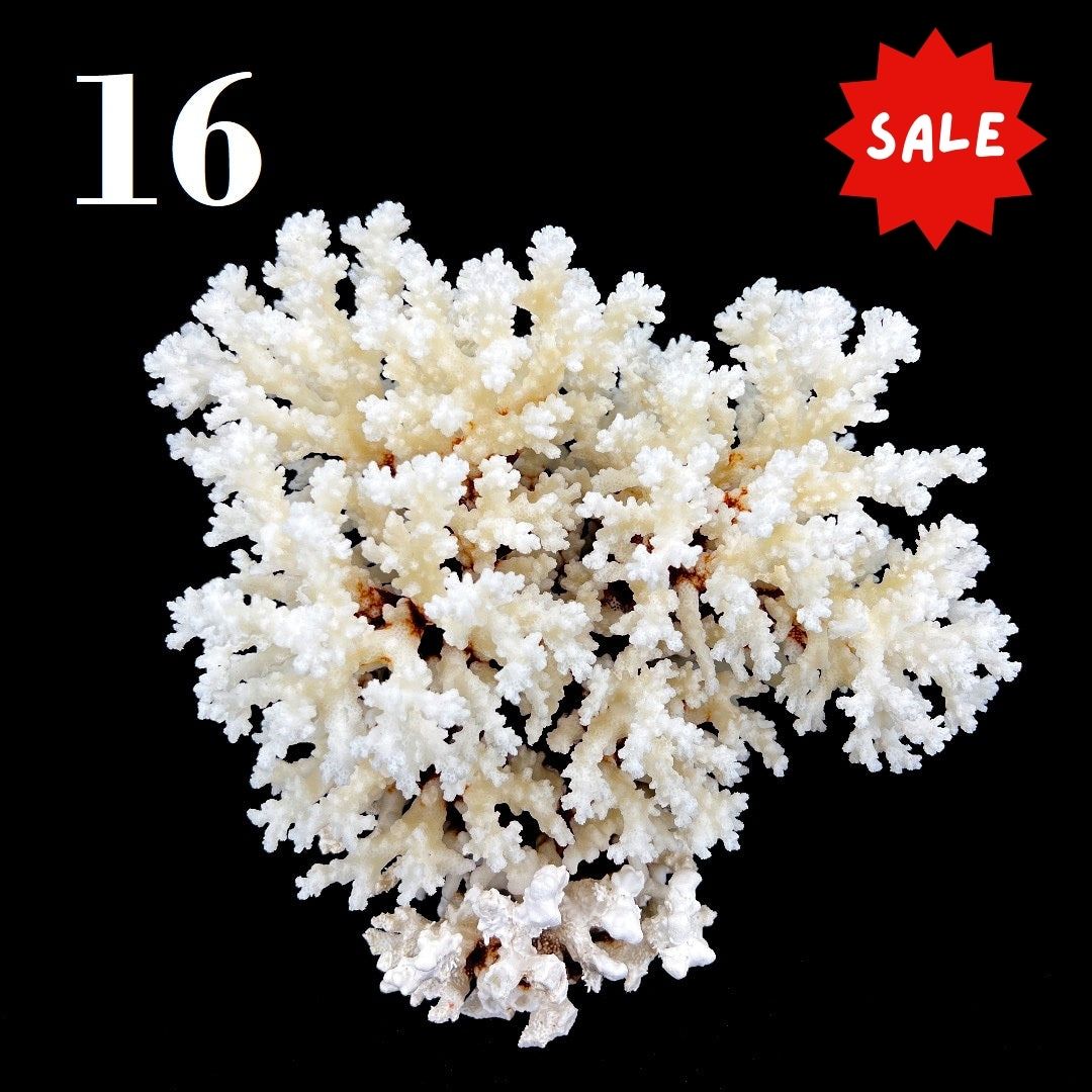 Brownstem Coral 12-14"