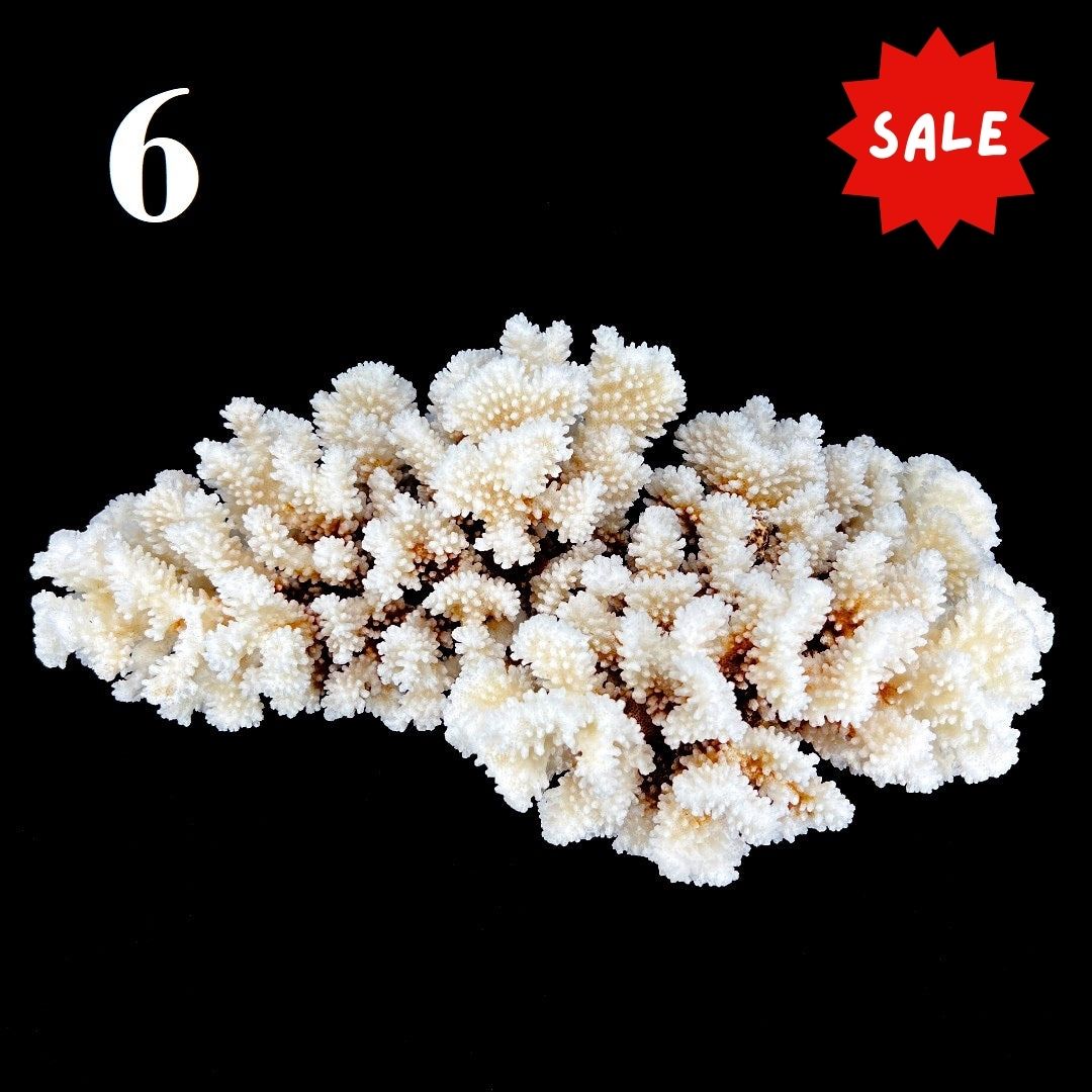 Brownstem Coral 12-14"