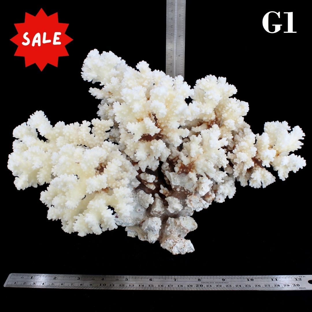 Brownstem Coral 12-14"