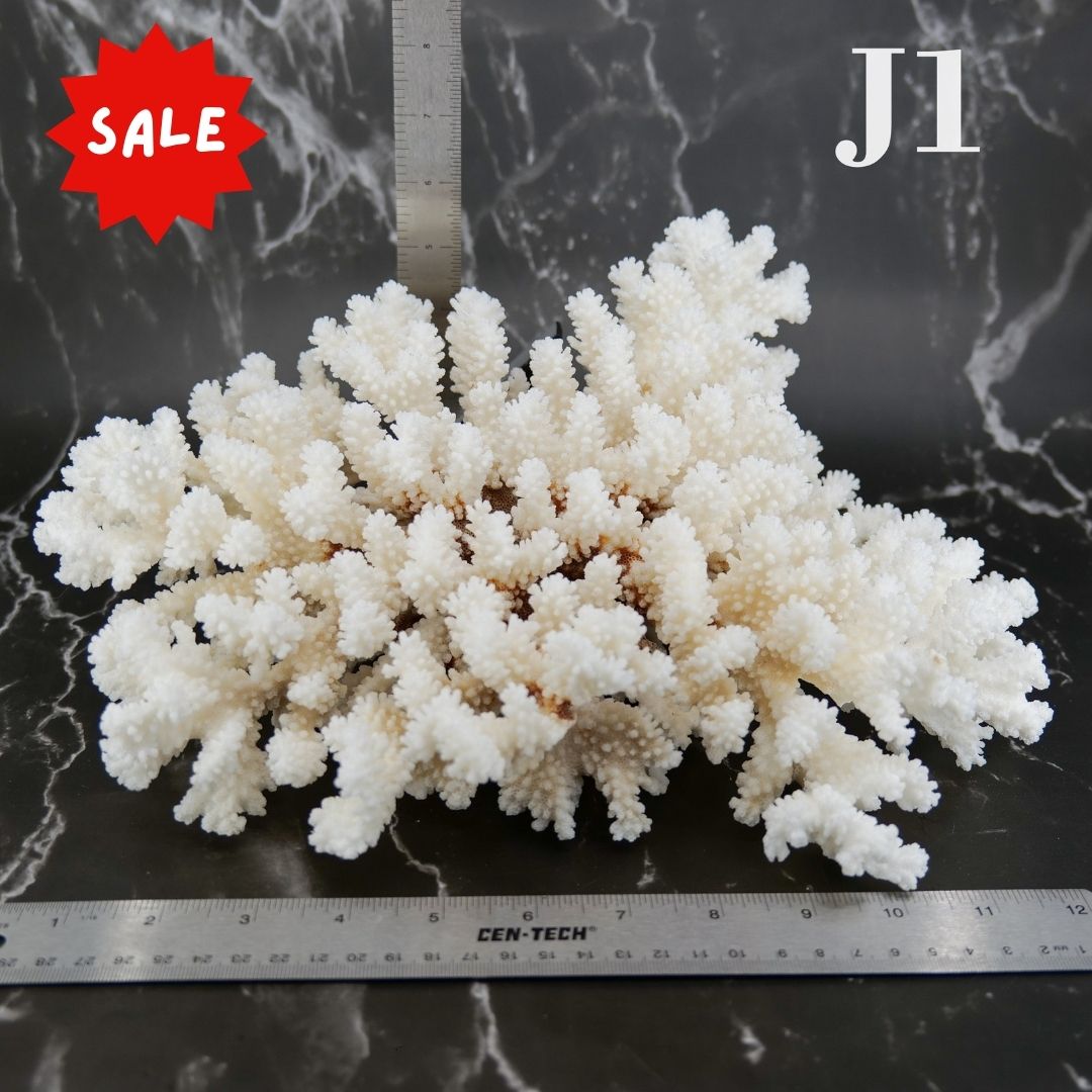 Brownstem Coral 12-14"