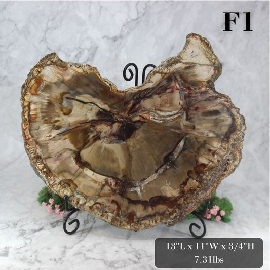 Petrified Wood Slabs 12-15"