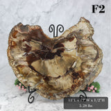 Petrified Wood Slabs 12-15"