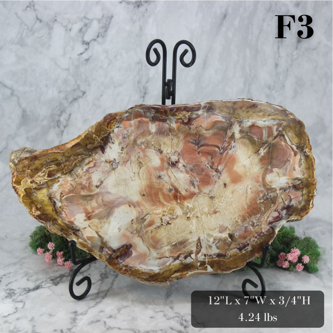 Petrified Wood Slabs 12-15"
