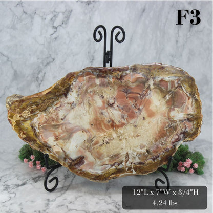 Petrified Wood Slabs 12-15"