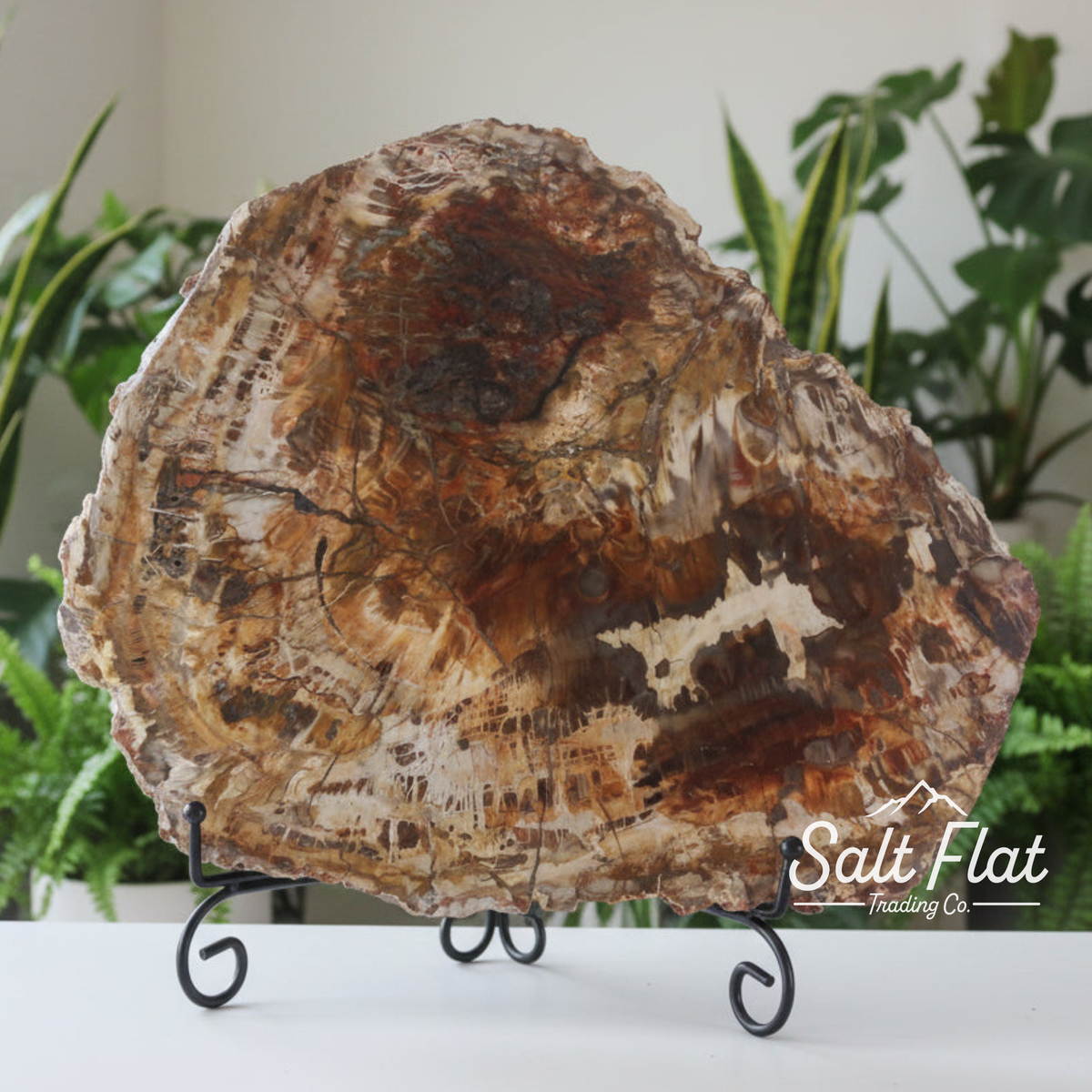 Petrified Wood Slabs 12-15"