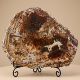 Petrified Wood Slabs 12-15"