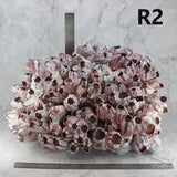 Barnacles 14-18"